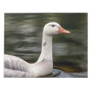 Suche nach kanadisch notizblock Gänse