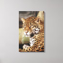 Suche nach jaguar leinwandbilder Fotografie