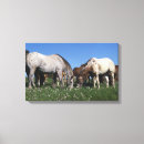 Suche nach appaloosa leinwandbilder Reiter