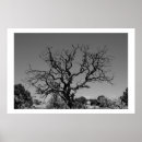Suche nach toter baum poster Weiß