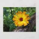 Suche nach ringelblume postkarten Für alle