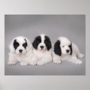 Suche nach landseer poster Neufundland