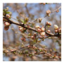 Suche nach rosa blüten auf baum poster Jede person