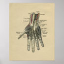 Suche nach menschliche anatomie poster Anatomisch