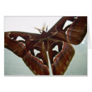 Suche nach kobra postkarten Flügel