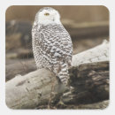 Suche nach aves Vogelvogel
