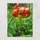 Suche nach schöner tiger postkarten Blume