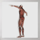 Suche nach gelenk poster Menschliche gelenke