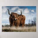 Suche nach schottische poster Kuh