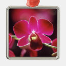 Suche nach orchideen ornamente Natur