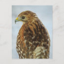 Suche nach buteo Für alle