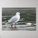 Suche nach seemöwen alle poster Wasser