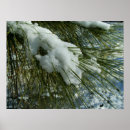 Suche nach evergreen poster Tree