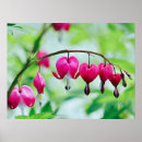 Suche nach blutende herzen poster Natur