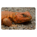 Suche nach roter drache magnete Liebe