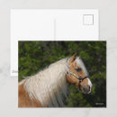 Suche nach quarter horse postkarten Tier