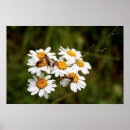 Suche nach wanze poster Blume