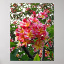 Suche nach plumeria poster Tropisch