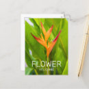 Suche nach heliconia postkarten Pflanze