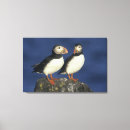 Suche nach seevogel leinwandbilder Vogelvogel