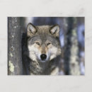 Suche nach graue wölfe andere postkarten Schnee