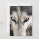 Suche nach siberian husky postkarten Zäh