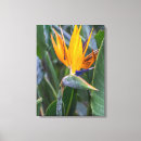 Suche nach paradiesvogel leinwandbilder Orange