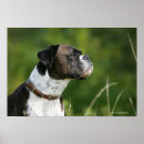 Suche nach boxer hunde poster Headshot