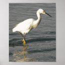Suche nach weißer reiher poster Vogel