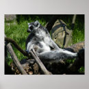 Suche nach lemur poster Affen