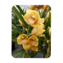 Suche nach exotische orchideen magnete Cymbidium