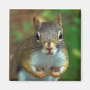 Suche nach eichhörnchen mit nuss magnete Tiere