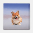 Suche nach pembroke welsh corgi magnete Gedicht
