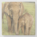 Suche nach asiatischer elefant untersetzer Indien