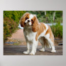 Suche nach cute puppy poster Pet