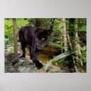 Suche nach schwarze panther poster Cat