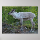 Suche nach lappland poster Finland