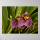 Suche nach flower poster orchids