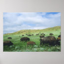 Suche nach herde poster Büffel