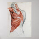 Suche nach muskulös poster Anatomisch