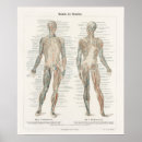Suche nach medizinisches diagramm poster Skelett