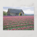 Suche nach tulpenfeld postkarten Blume