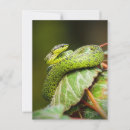 Suche nach viper postkarten Natur