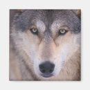 Suche nach lupus magnete Alaska