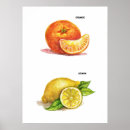 Suche nach küchenkunst poster Gemüse