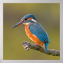 Suche nach eisvogel poster Wild lebende tiere