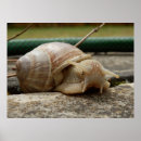 Suche nach snail poster Muschel