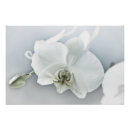 Suche nach exotische orchideen poster Für sie