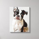 Suche nach boston terrier leinwandbilder Klein