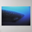 Suche nach walhai poster Unterwasser